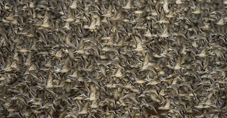 NICHT-IN-ANDEREM-ZUSAMMENHANG-VERWENDEN-GOLD-Clive-Burns-Red-knots-Behaviour-birds