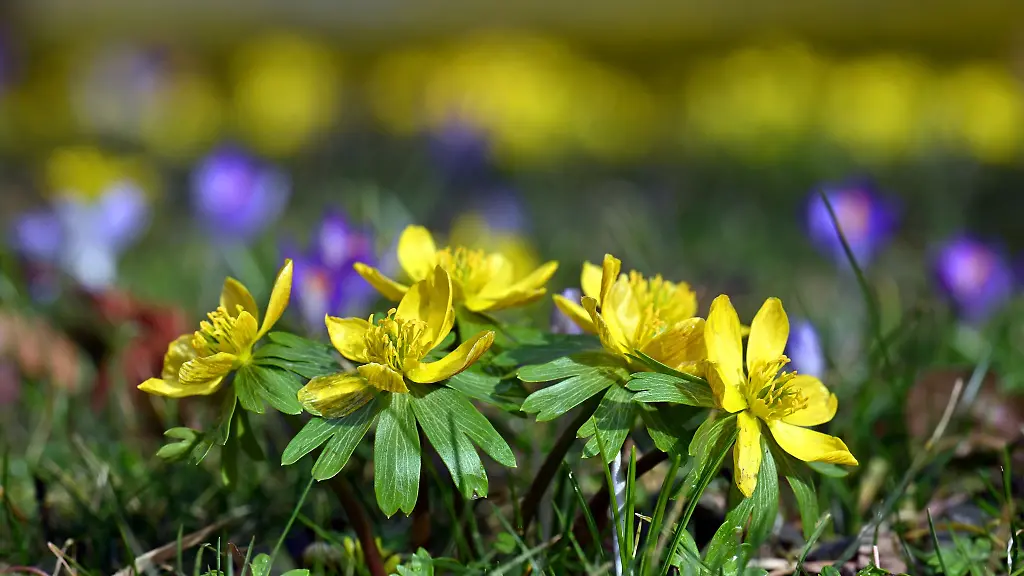 Das-Wochenende-bringt-Fruehlingsgefuehle-nach-Thueringen-Viel-Sonnenschein-und-Temperaturen-bis-zu-18-Grad-sind-laut-dem-Deutschen-Wetterdienst-moeglich
