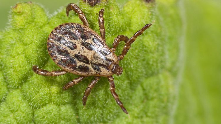 Normalerweise sind die Buntzecken gut an ihrer spezifischen Färbung erkennbar. 