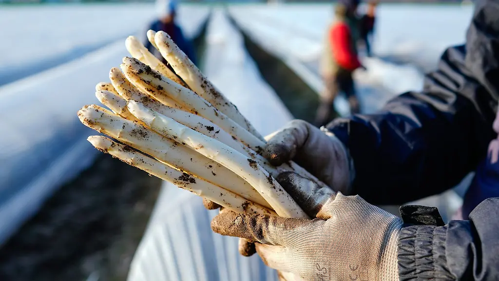 Die-Spargelsaison-beginnt-auch-in-NRW-bald