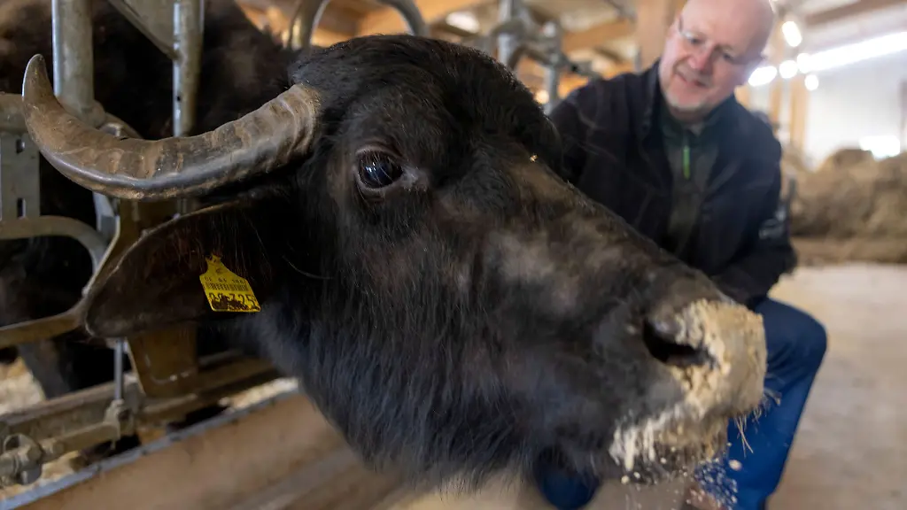 Auf-dem-Marienhof-in-Selters-Eisenbach-betreibt-Dirk-Kraemer-eine-Wasserbueffelzucht-und-einen-Hofladen