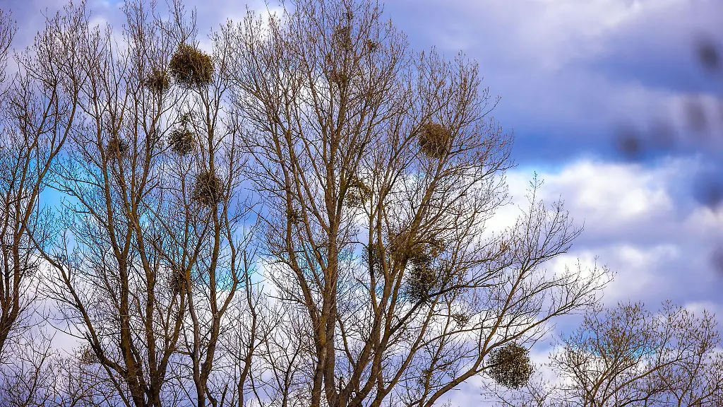 Das-Saarland-hat-in-manchen-Regionen-mit-staerkerem-Mistelbefall-zu-kaempfen