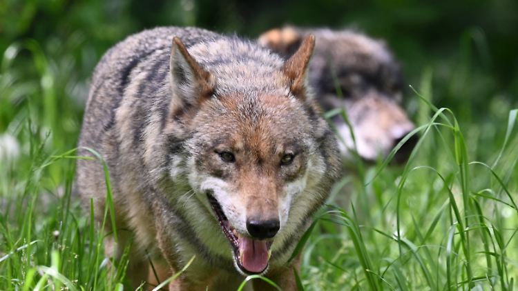 Sie sehen gut aus, bereichern die Artenvielfalt und machen Probleme - Wölfe in Deutschland.