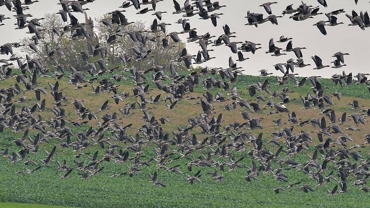 Vermutlich mit dem Vogelzug erreicht die Geflügelpest wieder Deutschland.