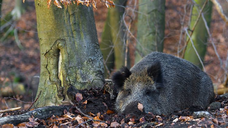 Bei einem Wildschwein in Sachsen (hier ein Tier aus Niedersachsen) wiesen Experten die Krankheit nach.
