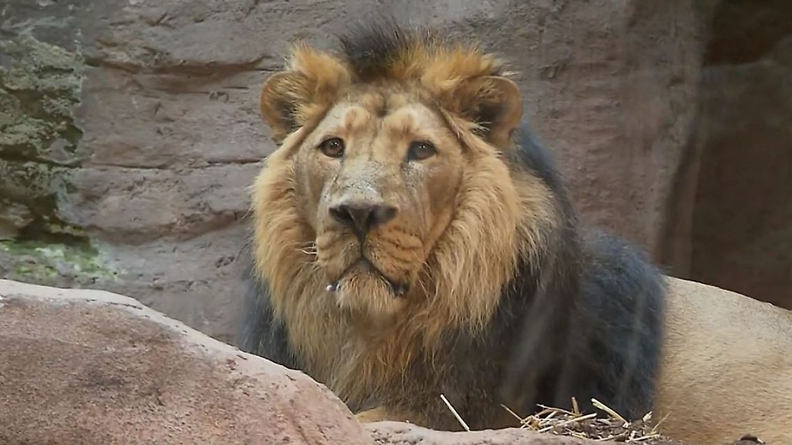 Subali Löwe Zoo.JPG
