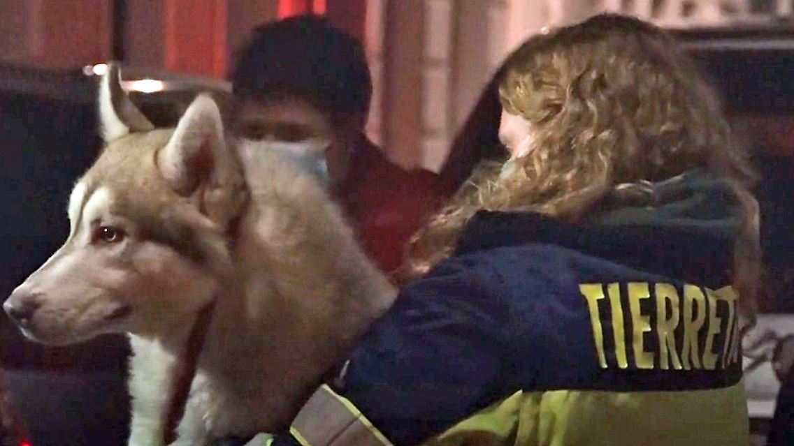 huskys.jpg