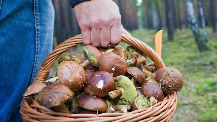 Ein Pilzsammler trägt in einem Wald einen vollen Korb mit Maronen.