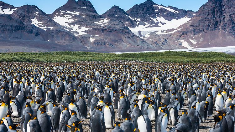 Die Insel Südgeorgien ist in etwa so groß wie Mallorca und gilt als Insel der Pinguine.