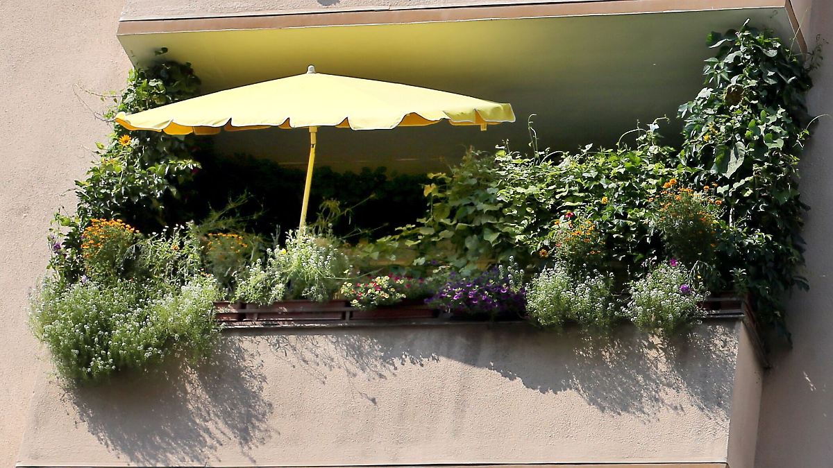 Natur pur: Wie der kleinste Balkon zur grnen Oase wird - ntv.de