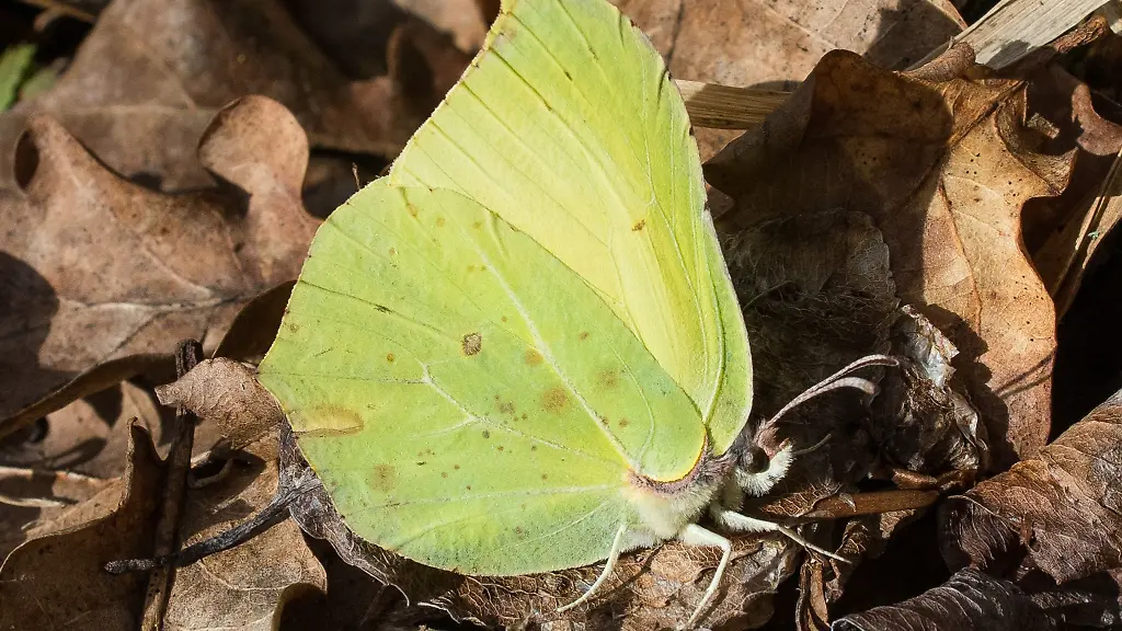 Die-waermenden-Sonnenstrahlen-der-ersten-Fruehlingstage-wecken-Thueringens-Insektenwelt-auf-Hier-ein-Zitronenfalter-Symbolfoto