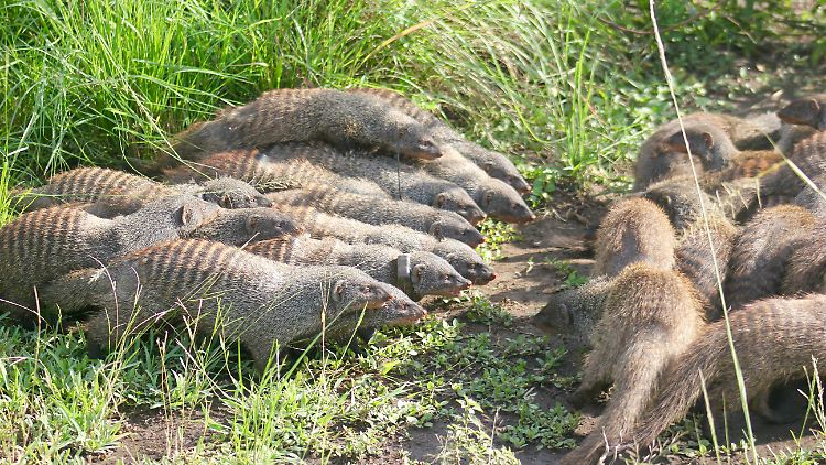 Die Kämpfe enden für manche Tiere tödlich, meist für die Männchen.