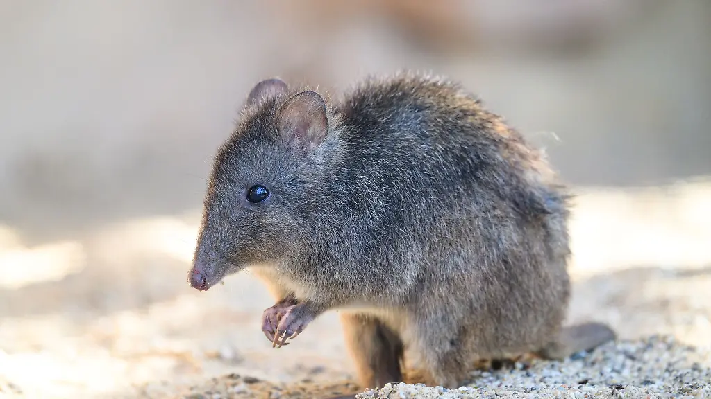 In-den-Zoo-Osnabrueck-sind-zwei-Langschnauzen-Kaninchenkaengurus-eingezogen