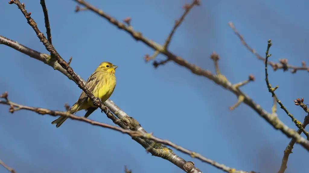 In-den-kommenden-Tagen-wird-das-Wetter-in-Hessen-fruehlingshaft