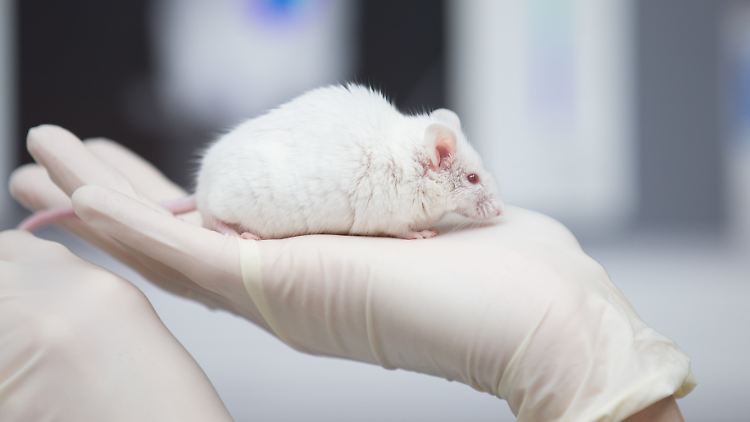 Forschung ohne Tierversuche: Lobenswert, aber auch umsetzbar?