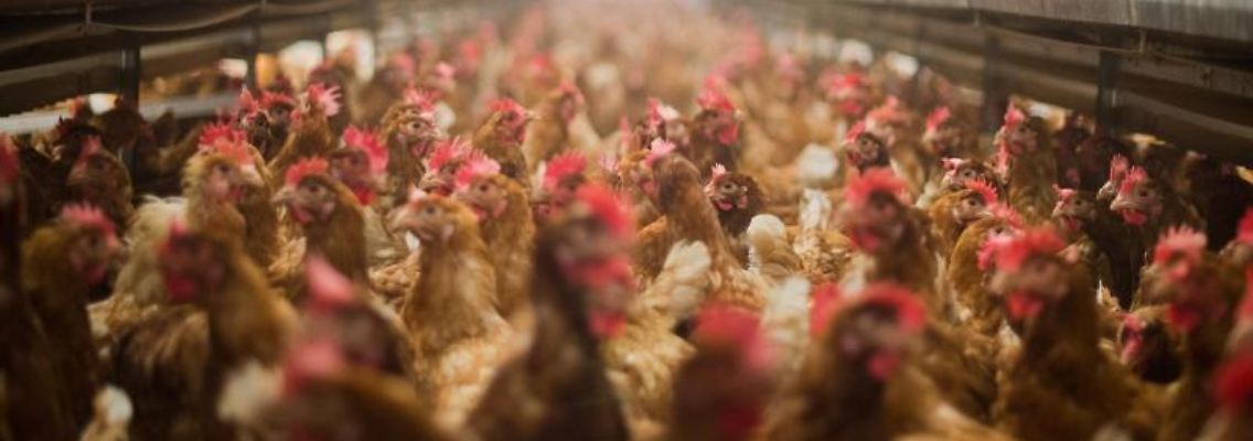 Legehennen stehen im Stall eines Betriebes für die Produktion von Eiern aus Freilandhaltung. Foto: Julian Stratenschulte/dpa/Symbolbild