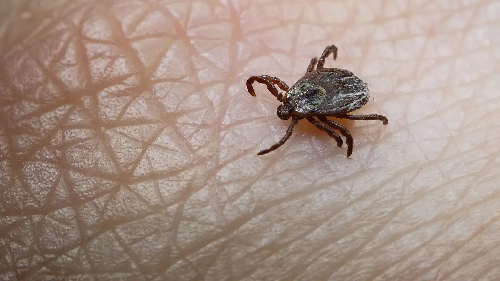 Mit-steigenden-Temperaturen-nimmt-die-Zeckengefahr-wieder-zu