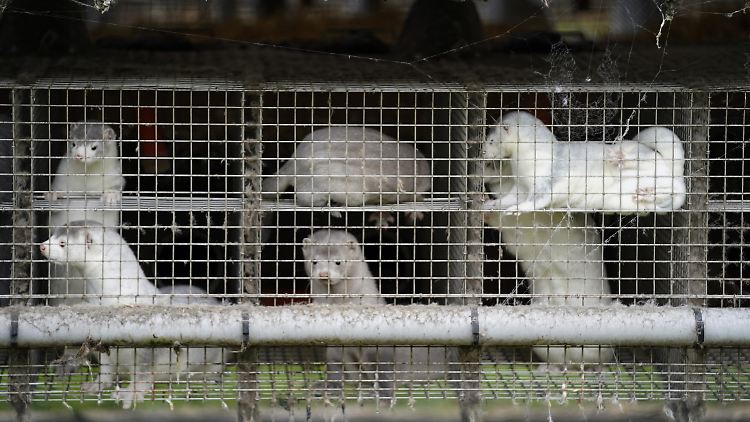 Die Dänische Regierung hat vorbeugend die Keulung von bis zu 17 Millionen Nerzen angeordnet.