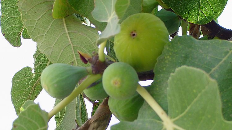 Um Früchte zu tragen, muss der Feigenbaum Wurzeln schlagen. 