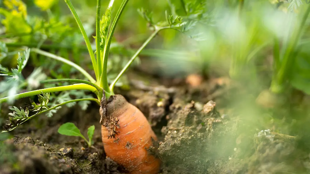 In-2024-haben-in-Sachsen-Anhalt-104-Betriebe-Gemuese-angebaut-Sie-haben-nach-Angaben-des-Statistischen-Bundesamtes-knapp-159-500-Tonnen-geerntet-darunter-auch-Moehren