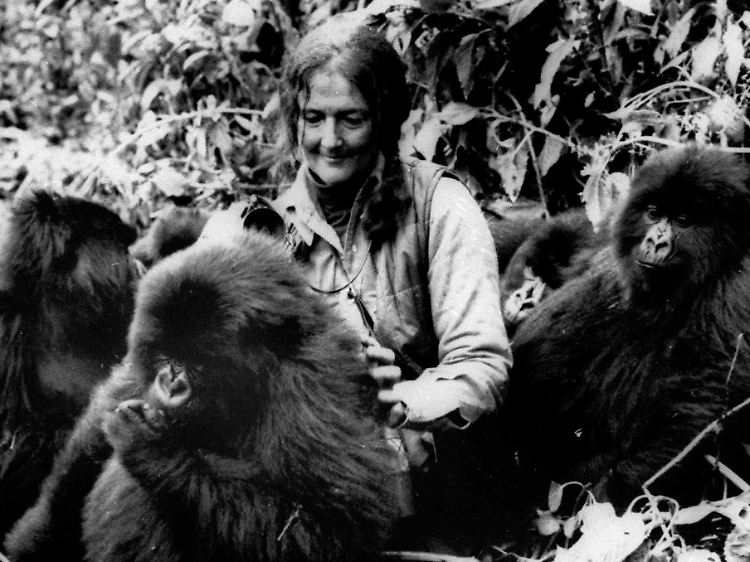 Dian Fossey: selbstlose Retterin der Berggorillas oder fanatische Kreuzzüglerin?