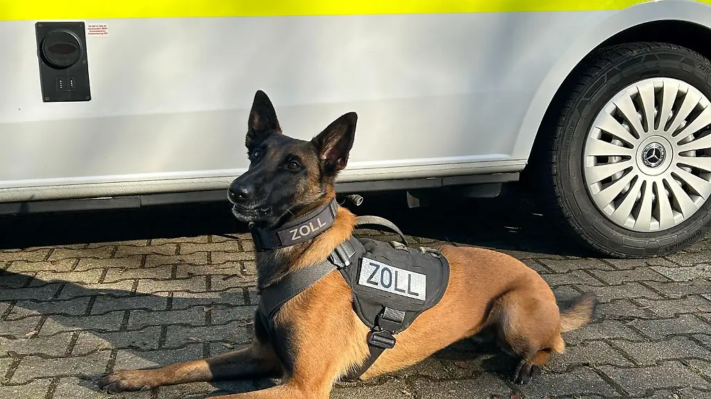 Diensthund-Frieda-sitzt-vor-einem-Einsatzwagen-des-Zolls