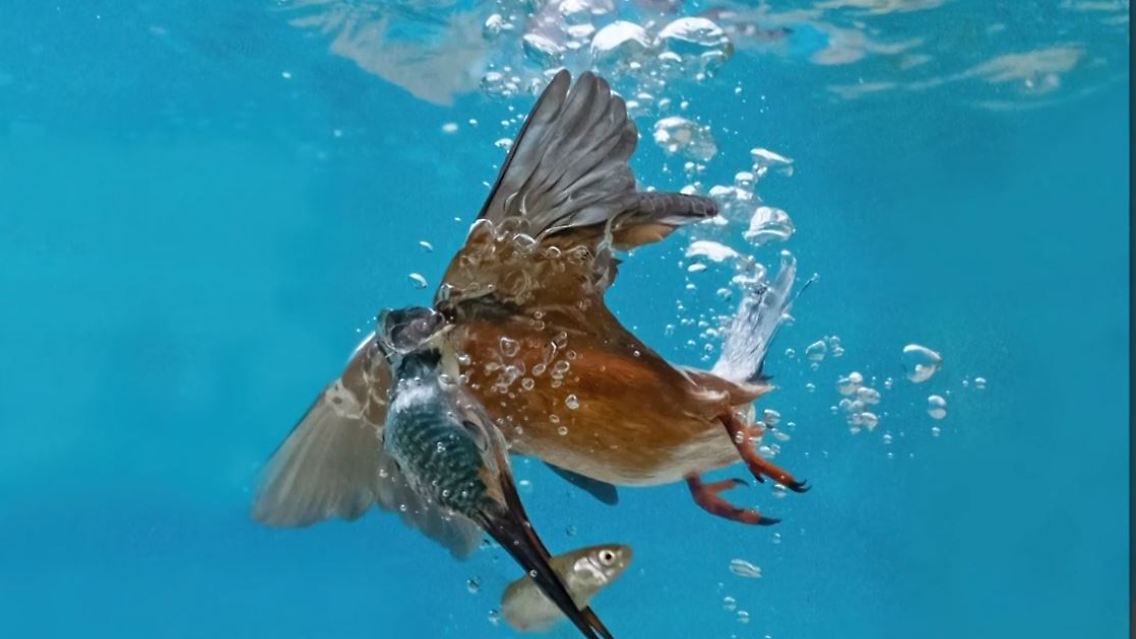 Eisvogel.JPG
