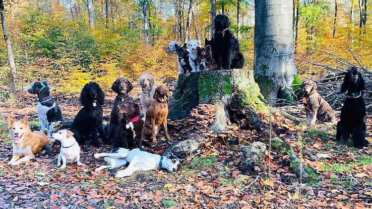 Ordentlich was los im Hundeauslaufgebiet! 