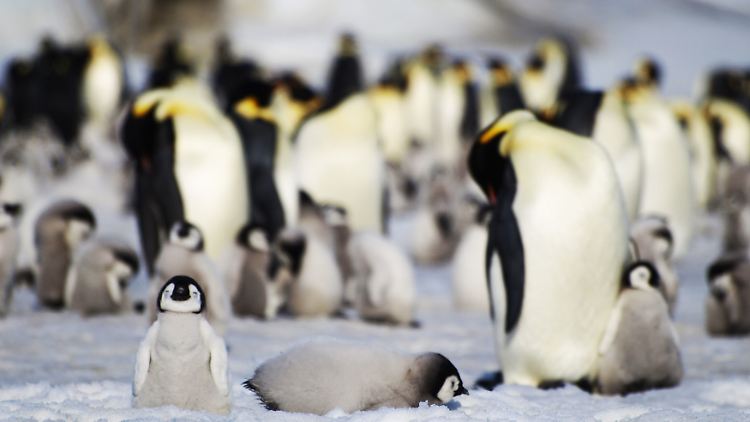 Kaiserpinguine in der Antarktis; ein komplett weißer Pinguin auf den Galapagos-Inseln?