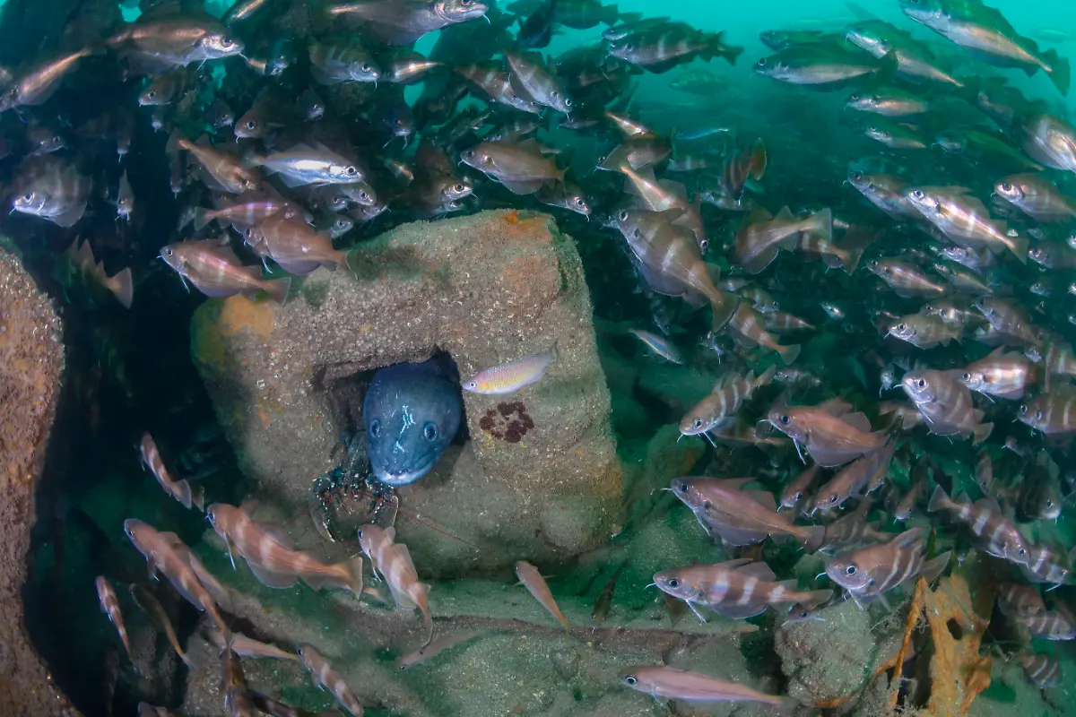 NICHT-IN-ANDEREM-ZUSAMMENHANG-VERWENDEN-1203KirstyAndrews