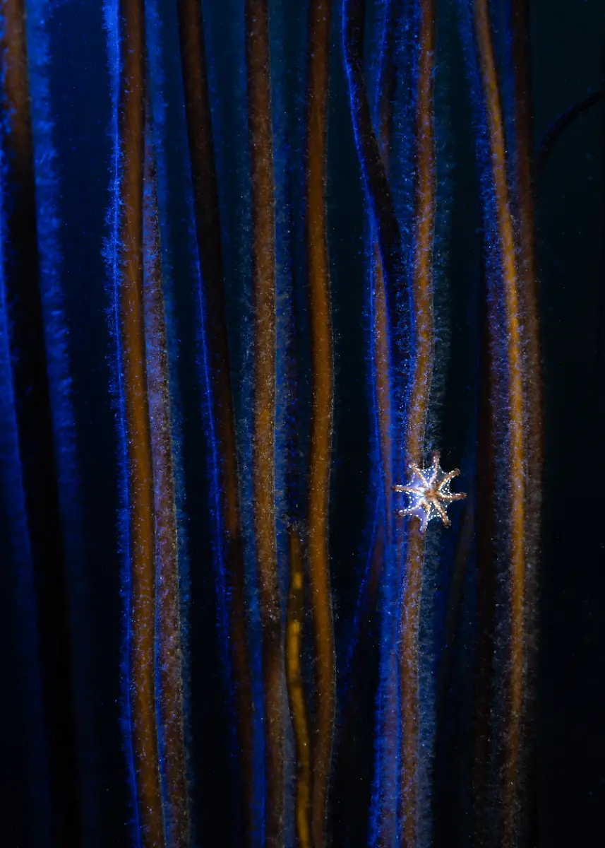 NICHT-IN-ANDEREM-ZUSAMMENHANG-VERWENDEN-1103sandrastalker