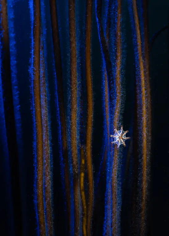 NICHT-IN-ANDEREM-ZUSAMMENHANG-VERWENDEN-1103sandrastalker