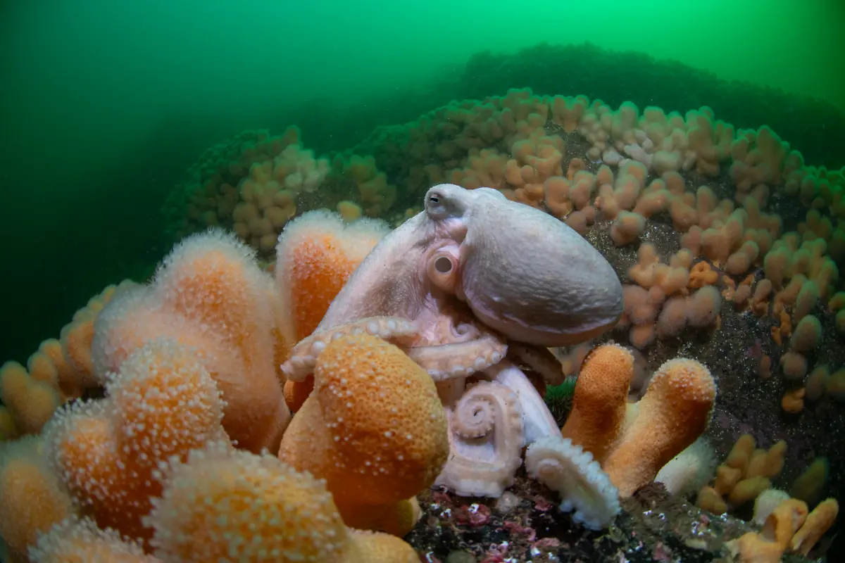 NICHT-IN-ANDEREM-ZUSAMMENHANG-VERWENDEN-1002SimonTemple