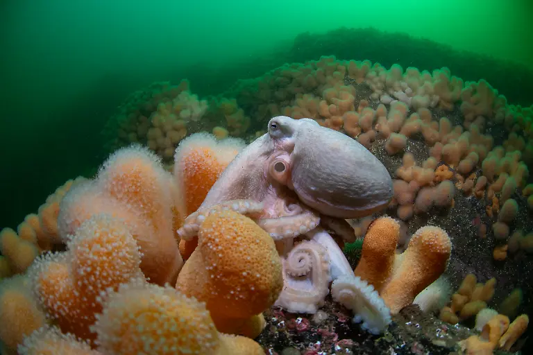 NICHT-IN-ANDEREM-ZUSAMMENHANG-VERWENDEN-1002SimonTemple