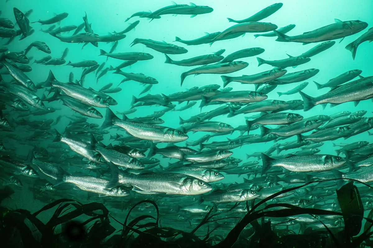 NICHT-IN-ANDEREM-ZUSAMMENHANG-VERWENDEN-1003RickAyrton