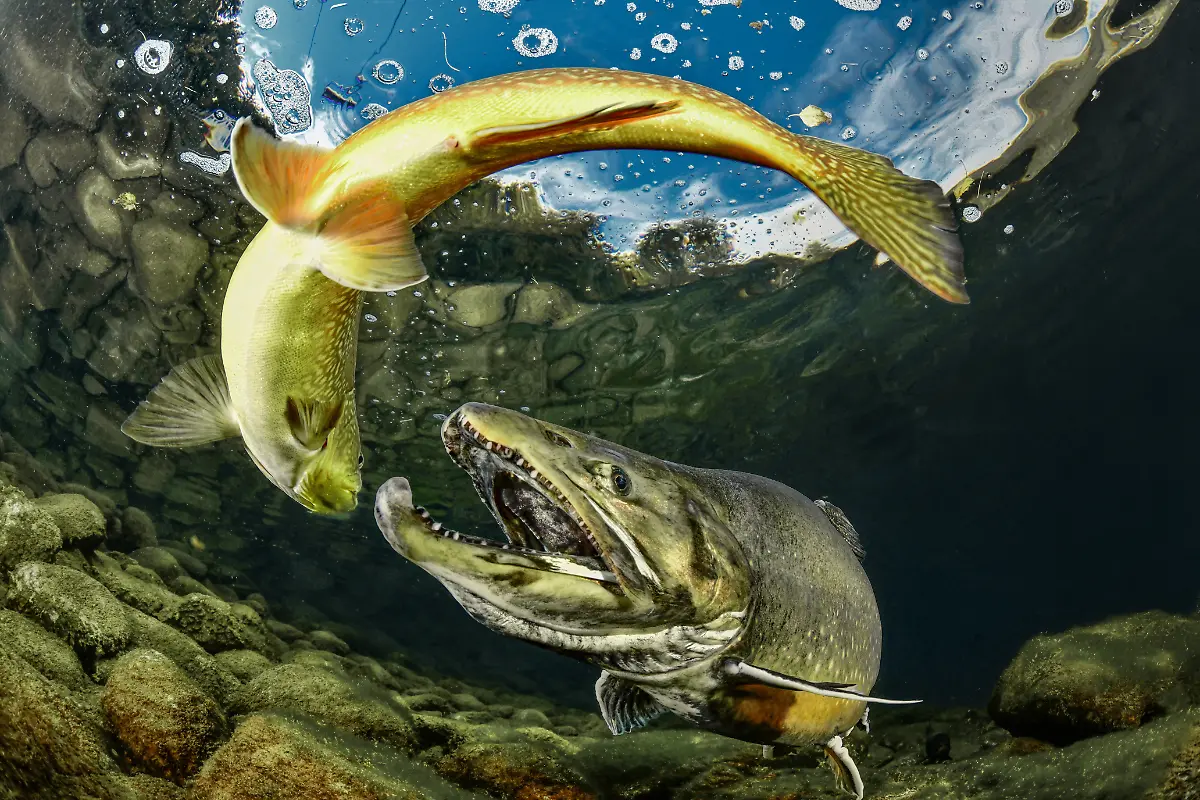 NICHT-IN-ANDEREM-ZUSAMMENHANG-VERWENDEN-403Lorincz-Ferenc-Lorinc