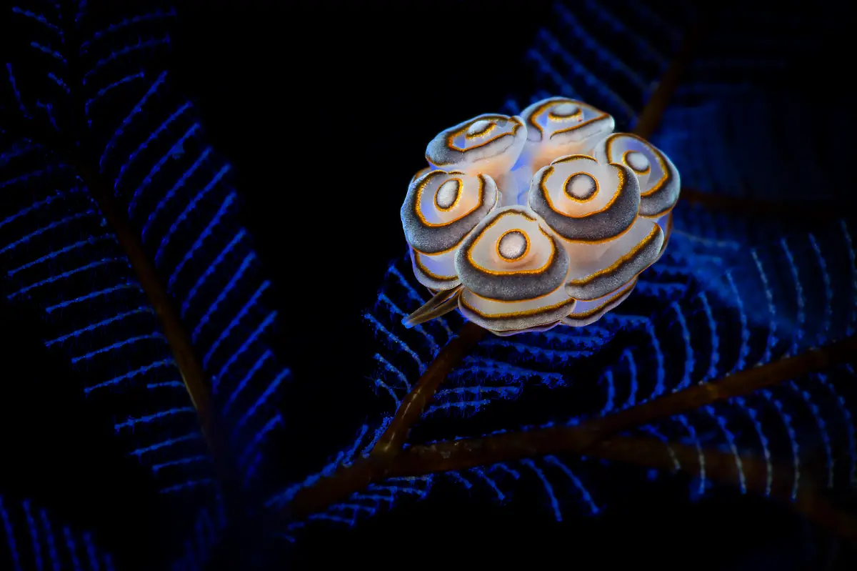 NICHT-IN-ANDEREM-ZUSAMMENHANG-VERWENDEN-202BryanBlauvelt