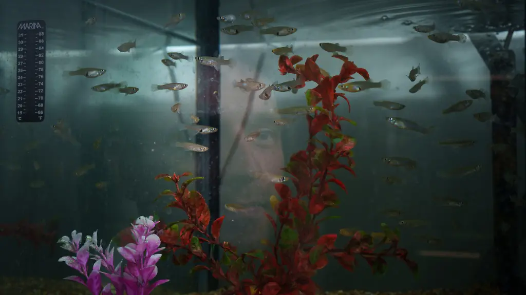 urn-binary-dpa-com-20090101-250224-99-20849-FILED