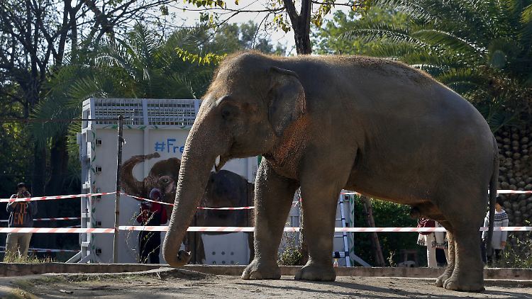 Kaavan wurde in einem Spezialcontainer nach Kambodscha geflogen.