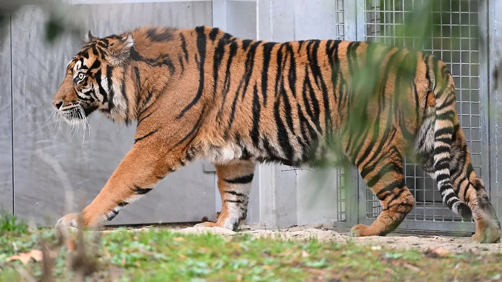 Die-beiden-Frankfurter-Sumatra-Tiger-Cinta-und-Emas-hier-im-Bild-haben-erneut-Nachwuchs-bekommen