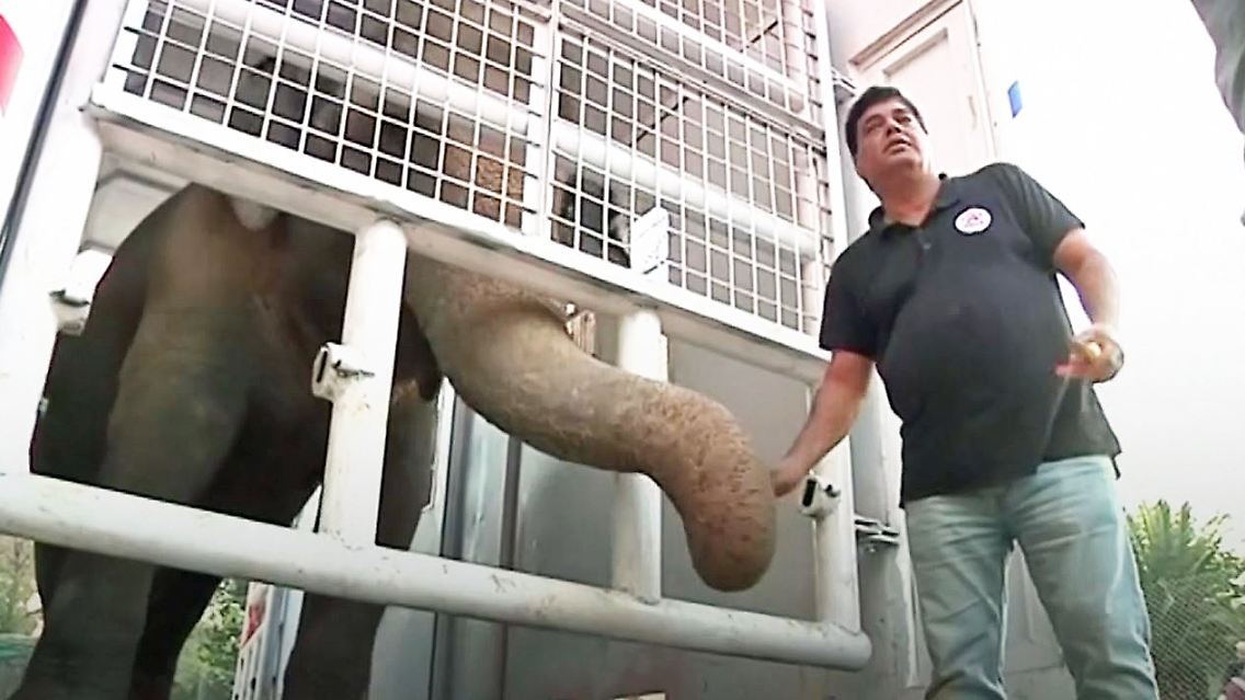 Kaavan Elefant Cher.JPG