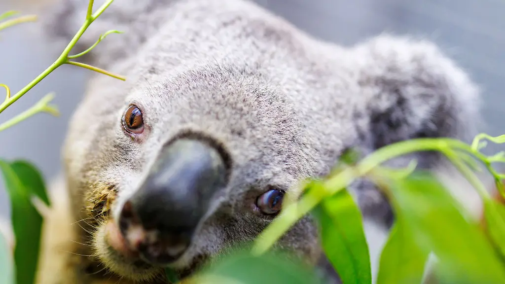 Happy-Birthday-Irwin-Europas-aeltestes-Koala-Maennchen-in-Zoo-Haltung-wird-17