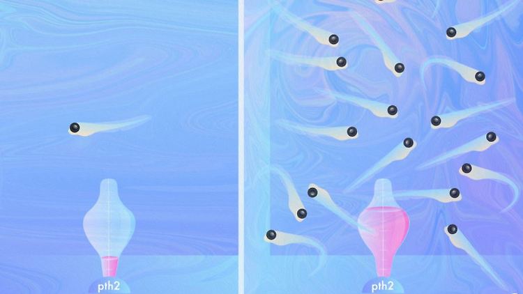Die Expressionsniveaus des Neuropeptids Pth2 im Zebrafischhirn spiegeln die Anwesenheit und Dichte von anderen Fischen in der Umgebung wieder.
