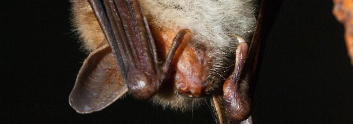 Eine Fledermaus hängt in einem Kellergewölbe.jpg
