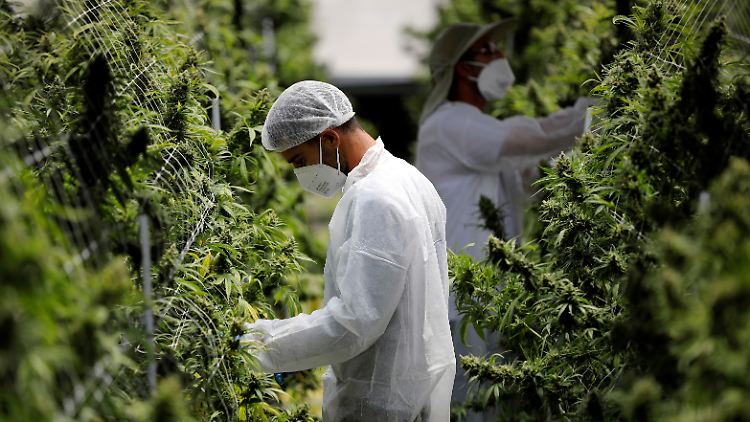 Ein Mitarbeiter der israelischen Firma Pharmocann prüft, ob mit den Hanfpflanzen alles in Ordnung ist.