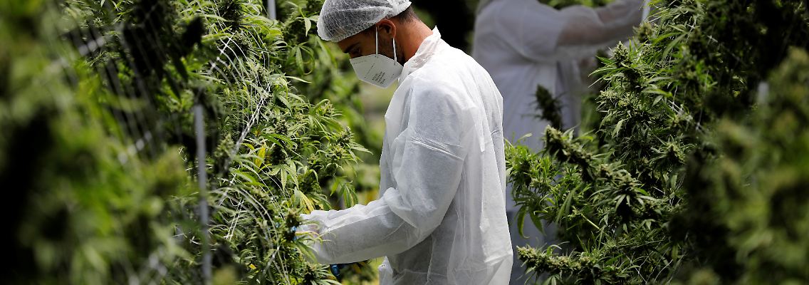 2020-06-25T094220Z_1922106660_RC29GH9GBOTG_RTRMADP_3_ISRAEL-CANNABIS.JPG