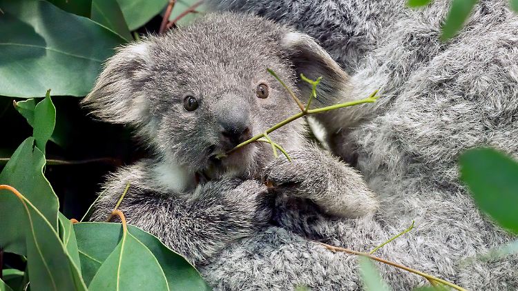 Normalerweise knabbern Koalas lieber an Eukalyptusblättern als an Weihnachtsbäumen (Archivbild).