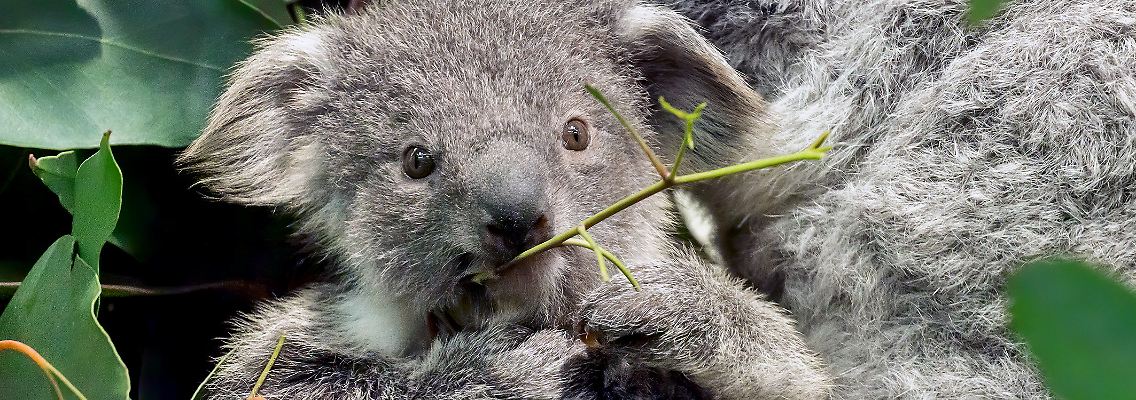 Normalerweise knabbern Koalas lieber an Eukalyptusblättern als an Weihnachtsbäumen.