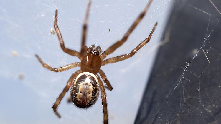 Steatoda nobilis sorgt immer öfter für Infektionen an den Bissstellen.