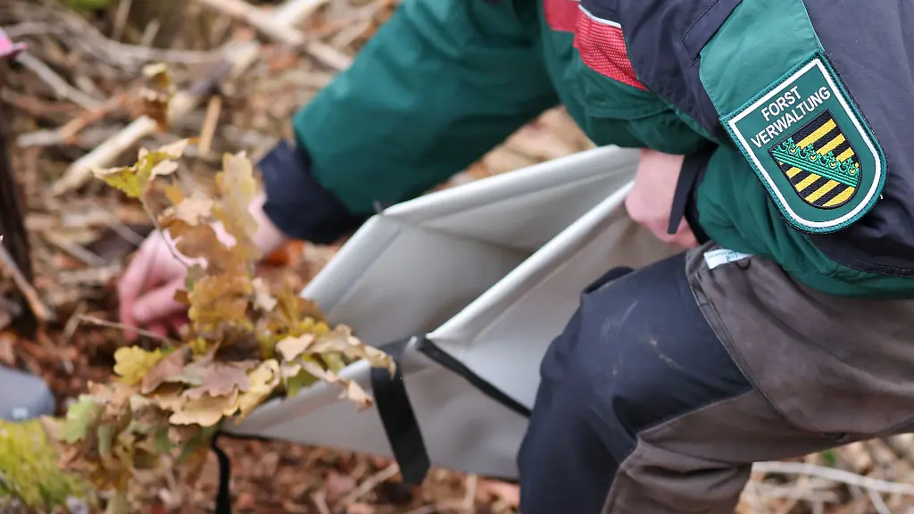 Sachsenforst-erlebt-einen-regelrechten-Ansturm-auf-seine-Ausbildungsplaetze